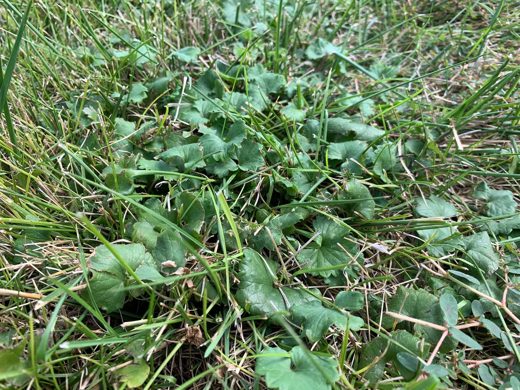 Creeping Charlie vs Wild Violet How to Identify Kill These Weeds